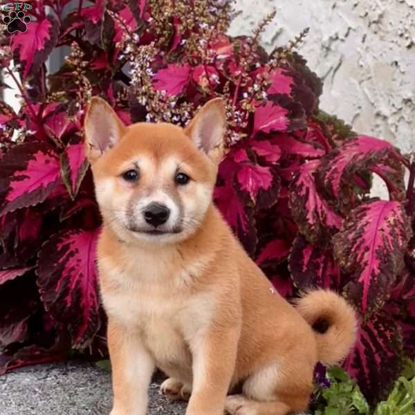 Adele, Shiba Inu Puppy